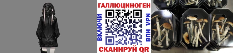 Купить закладки Новомичуринск Галлюциногенные грибы мицелий